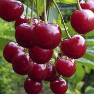 Саджанець Вишня Тургенівська